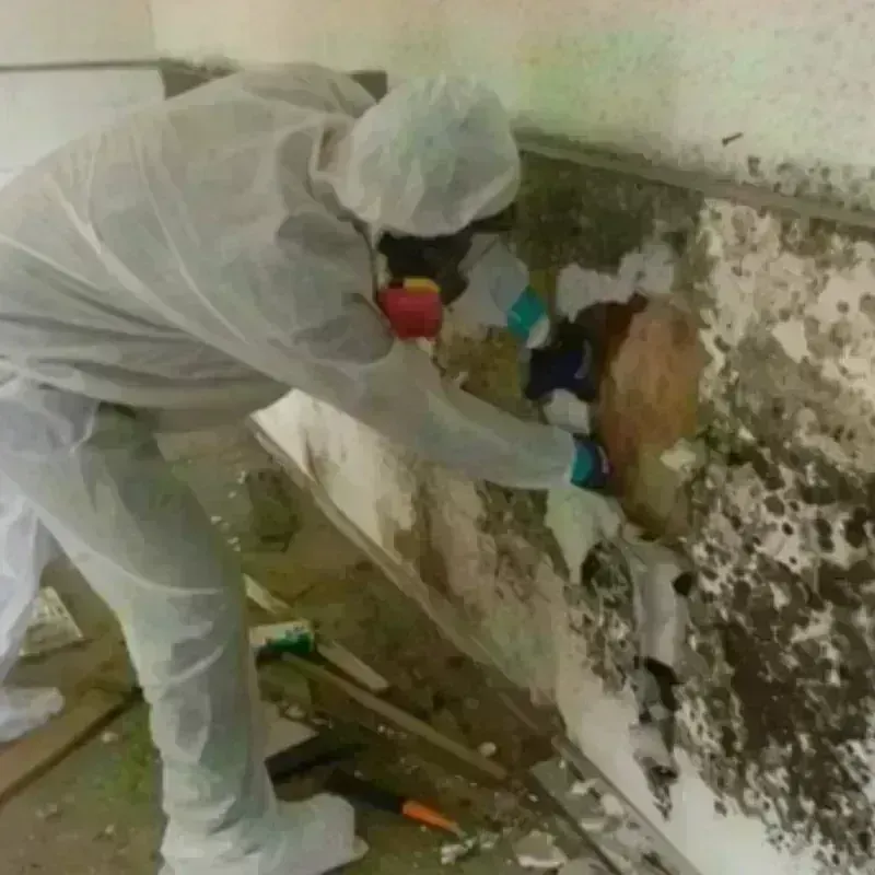 Mold Remediation and Removal in Eden, NC